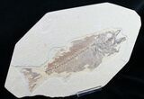 Bargain Mioplosus Fossil Fish #10807-1